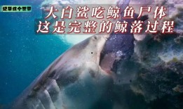 大白鲨在线观看完整版,深海巨兽的致命追逐
